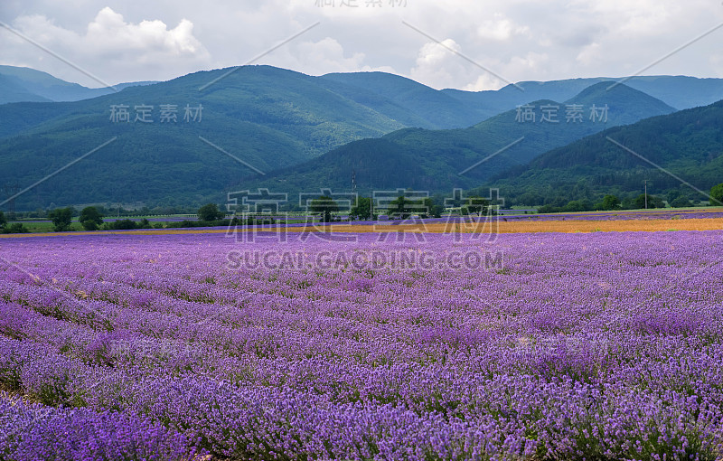 薰衣草花海