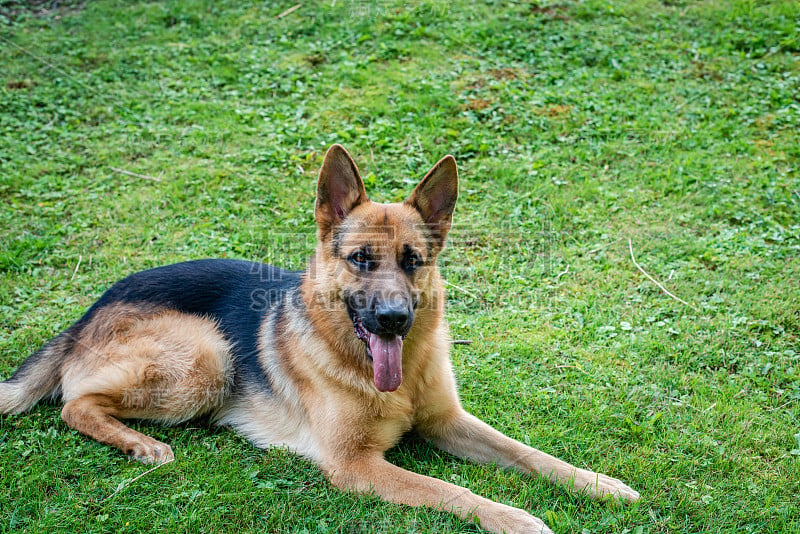 德国牧羊犬，训练活动