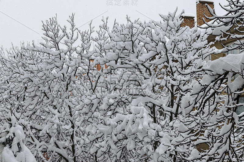 冬天的风景树木被大雪覆盖