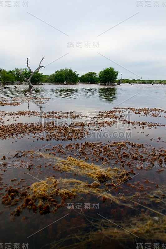 剑麻沼泽