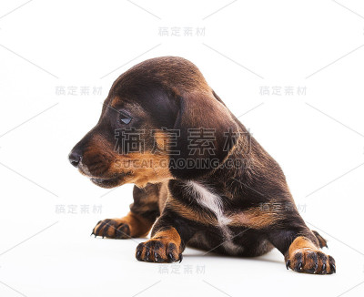 腊肠可爱的小狗孤立在白色