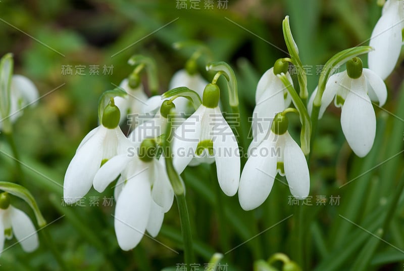 春天的雪花属