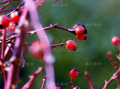 野玫瑰果