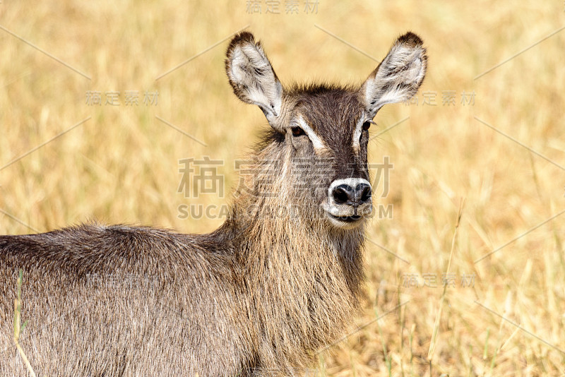 一个雌性丛林羚羊的肖像(Tragelaphus scriptus)在Tarangire NP