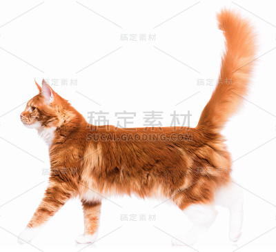 缅因库恩猫