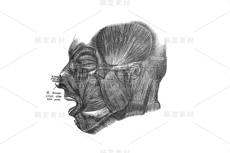 面部肌肉在旧书《人体解剖学》中，由国会议员维什涅夫斯基著，1890年，莫斯科