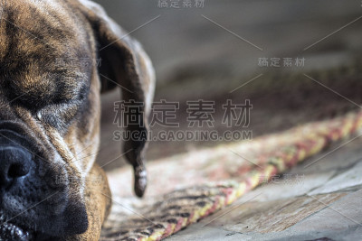 睡着的拳师犬画像