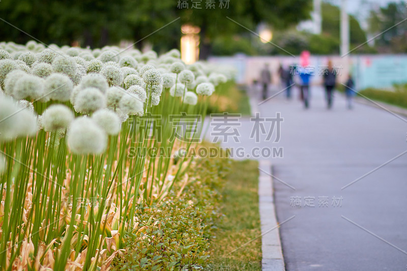 公园里有白色的花。