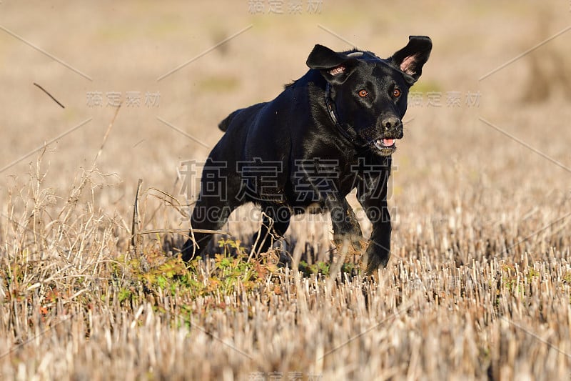 黑色拉布拉多犬跑过田野