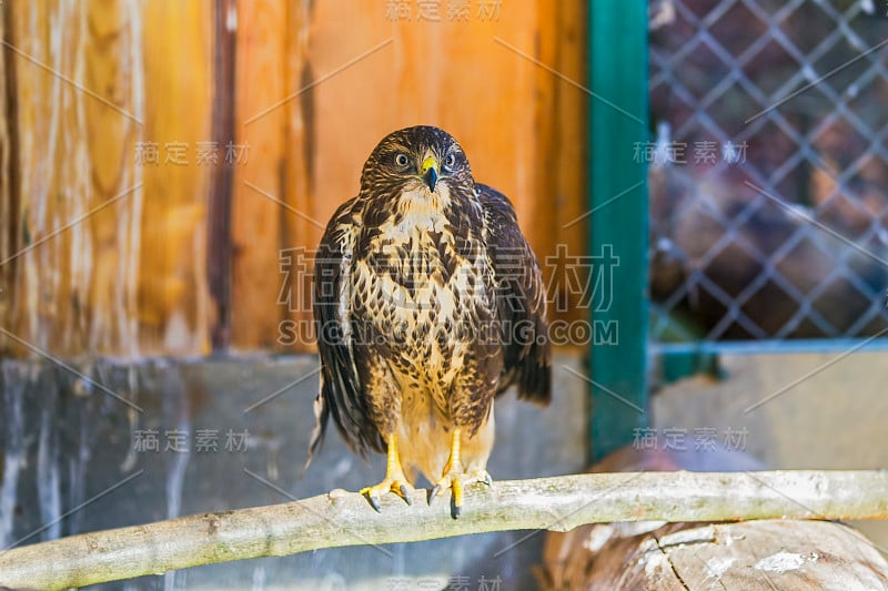 秃鹰(buteo buteo)