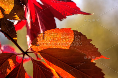 Parthenocissus。园林植物。