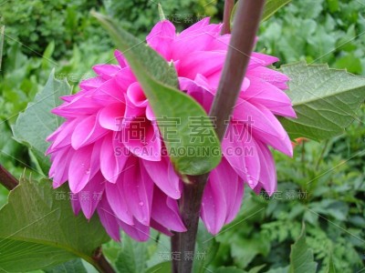 美丽娇艳、色彩鲜艳的花朵盛开着