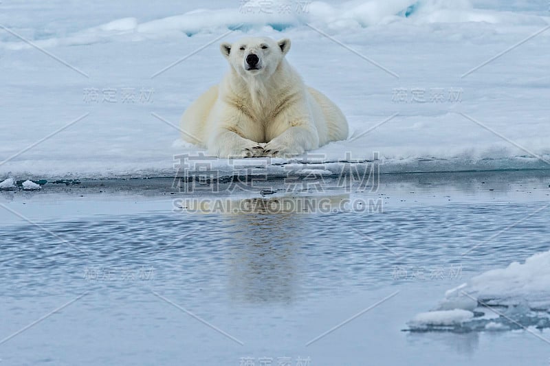 北极熊(Ursus maritimus)是一种原产于北极圈及其周围海域的北极熊。