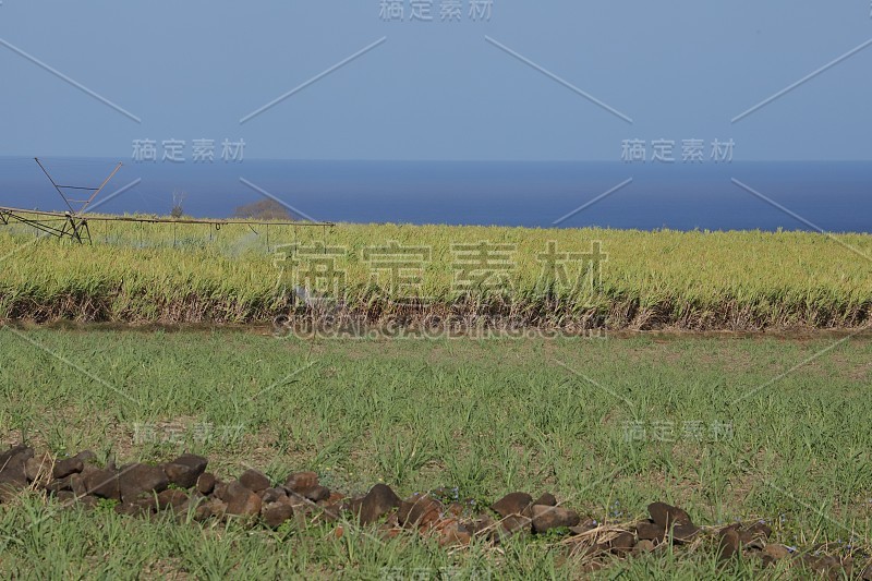 甘蔗种植园，毛里求斯，印度洋，非洲