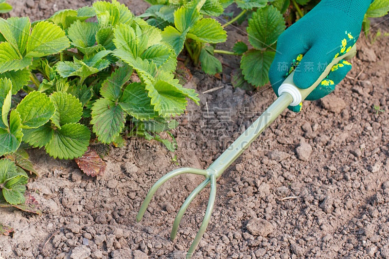 用来松草莓植株周围土壤的小型手耙