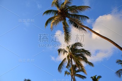 桑给巴尔岛日出时的棕榈树