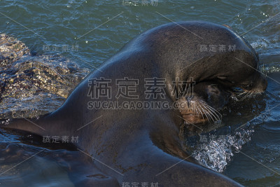虎头海狮在游泳