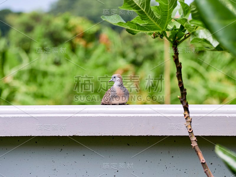 在泰国的斑纹Geopelia与模糊的自然背景。