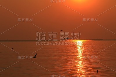夕阳下海鸥的侧影。
