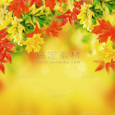 秋天的落叶