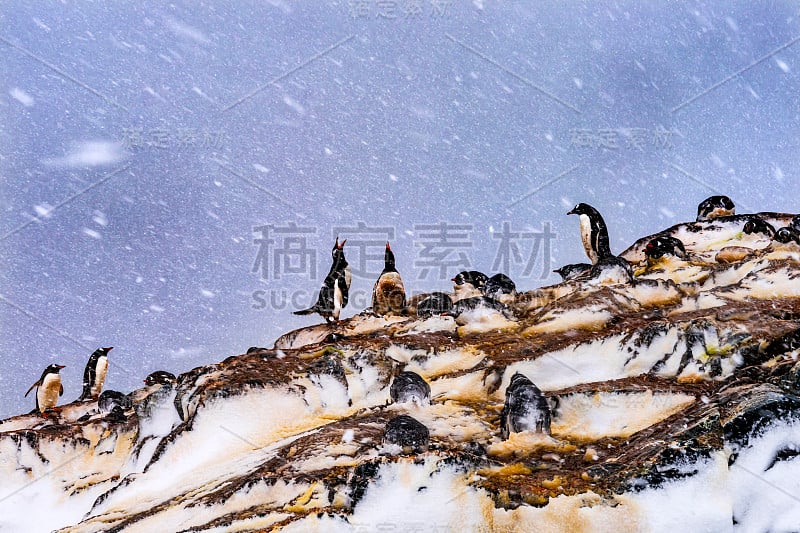 正在下雪的巴布亚企鹅在哭泣，白嘴鸦米克尔森南极港