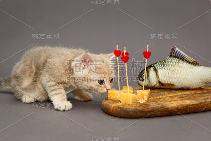 猫咪美食和奶酪