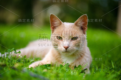 有趣的猫