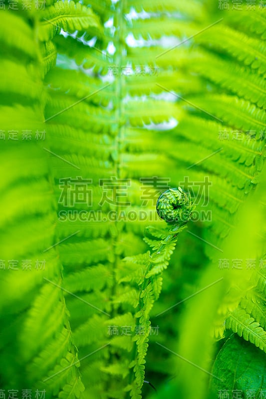 浅自由度蕨类植物的亮绿色嫩芽