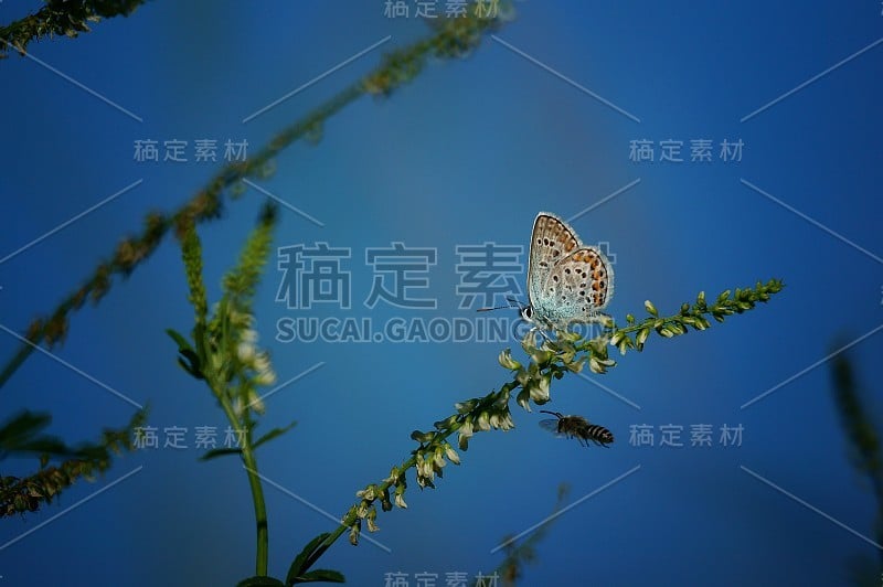 大自然中美丽的蝴蝶照片。美丽的野花和绿草。