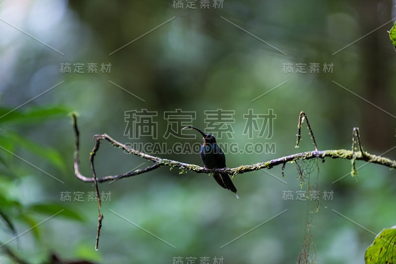 哥斯达黎加蒙特维德的云雨林