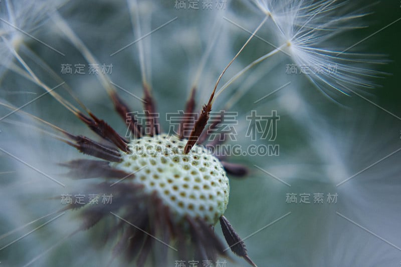 蒲公英种子的特写/好运和美好祝愿的概念形象