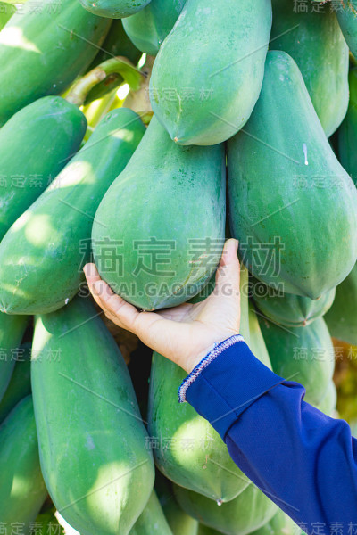 园丁用手从木瓜树上拔木瓜