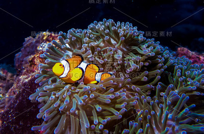 尼莫