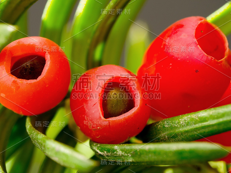 红豆杉(Taxus baccata L.)的红色成熟果实