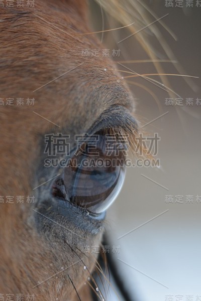 马眼