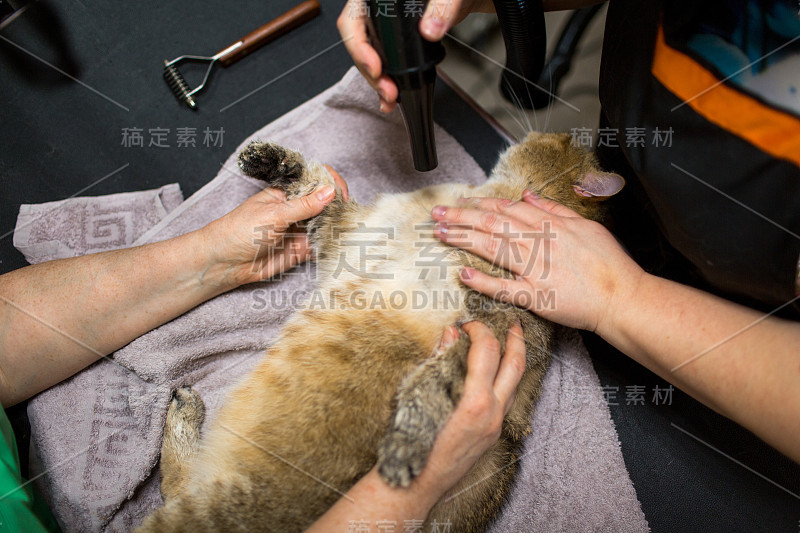 猫洗澡后用吹风机吹干。宠物美容。