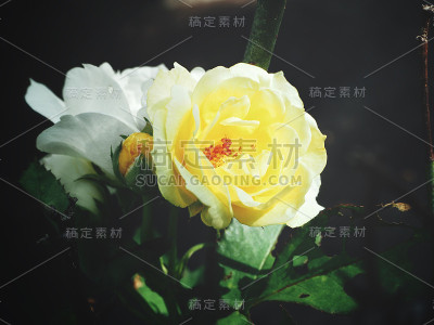 黄玫瑰