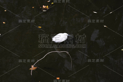 白鹭在水面上倒影