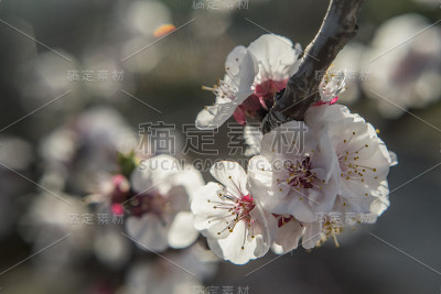 不同种类的花在春天飞行的蜜蜂