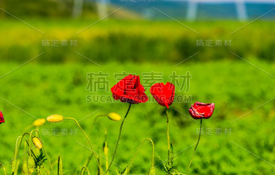 花园的花