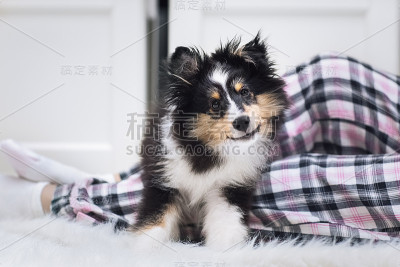 小狗雪莉从午睡中醒来