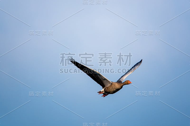 春天，灰雁在小池塘上空低空飞翔