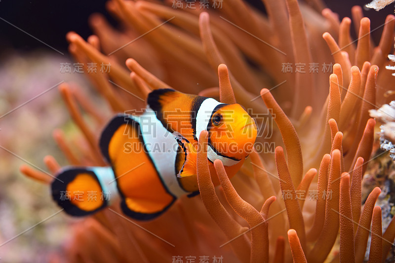 海洋水族馆里的凤尾小丑鱼