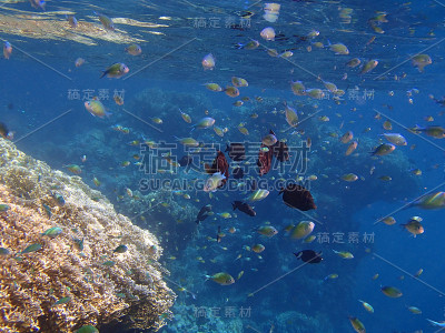 神奇的浮潜