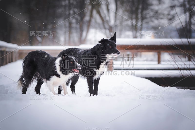 雪地里的狗