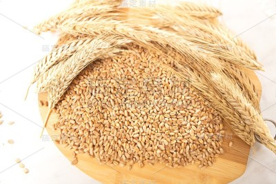 小麦小穗粒