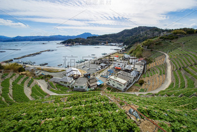 日本宇和岛陡峭的梯田