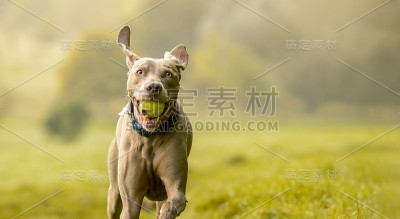魏玛猎犬在乡下的景象