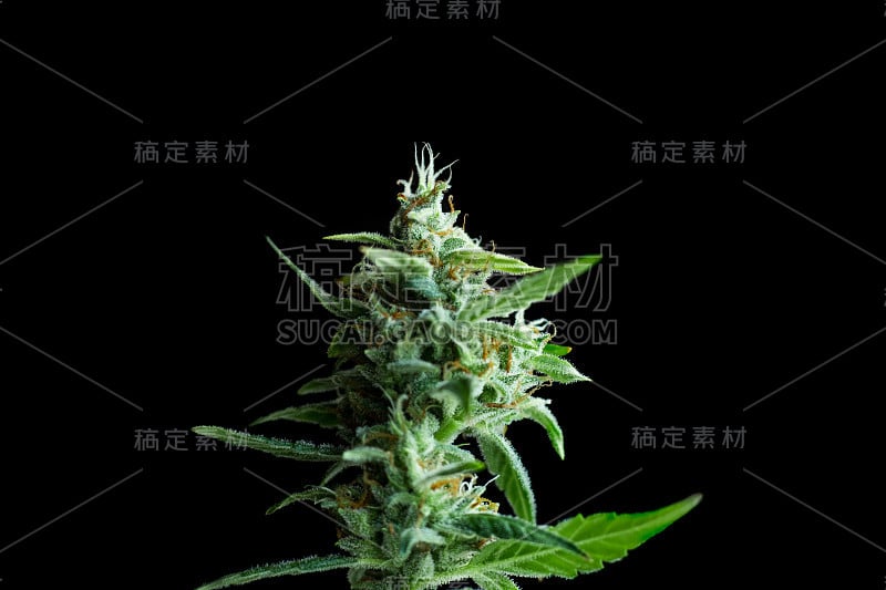 大麻在收获前开花。锥形杂草2株接近