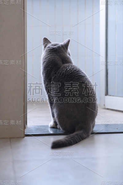 一只灰猫的背
